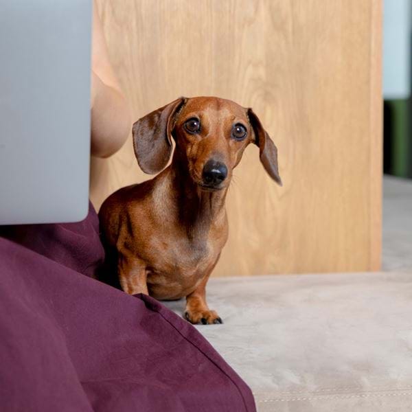 Dog-friendly guide to Cambridge: Top places & activities.