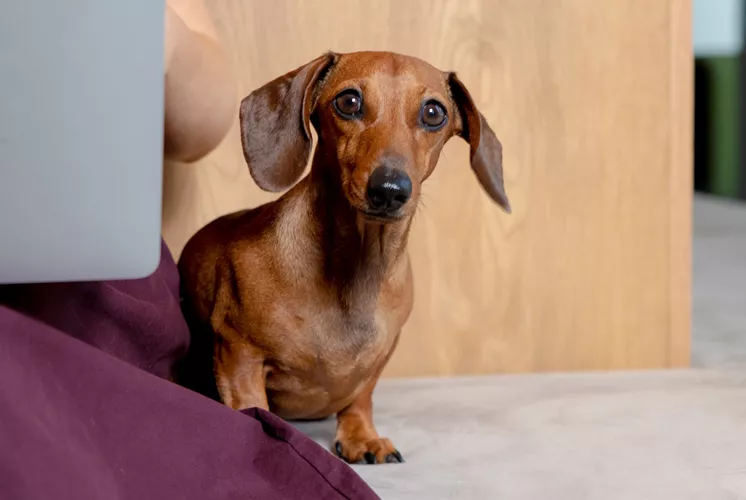 Dog-friendly guide to Cambridge.