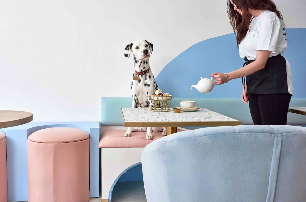 <p><a data-fr-linked="true" href="https://pawsitivecafe.com/" id="isPasted">https://pawsitivecafe.com/</a></p>