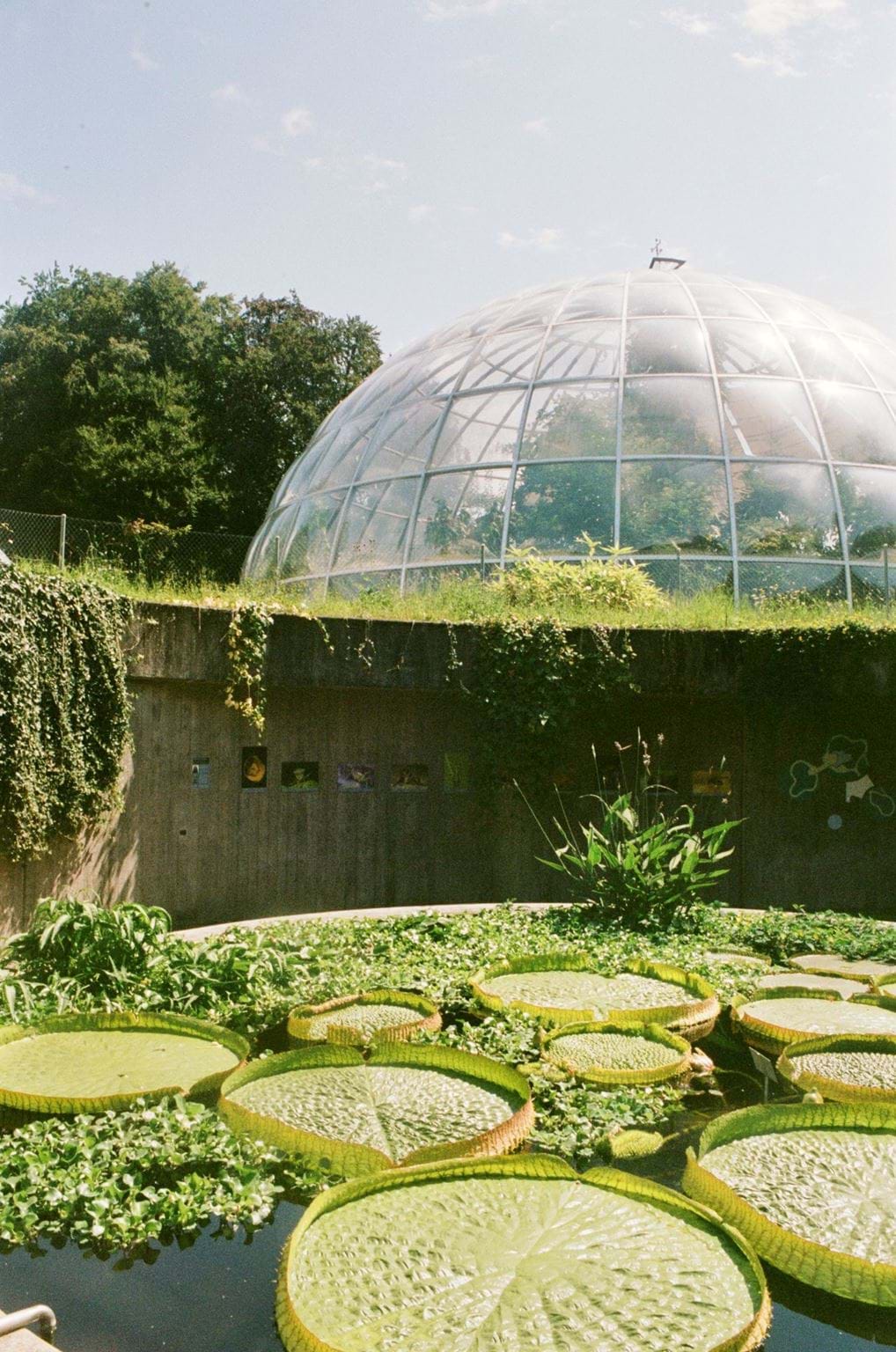 <p>Botanischer Garten der Universität Zürich</p>