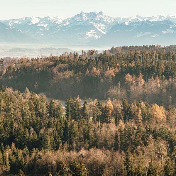 The ultimate guide to nature walks in Zurich.