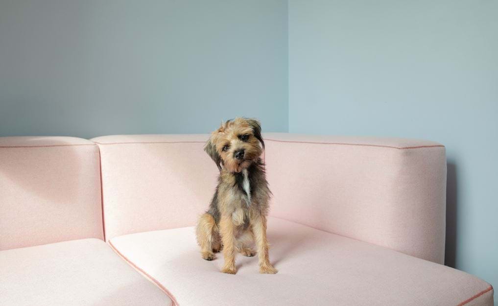 Your dog-friendly hotels in London.