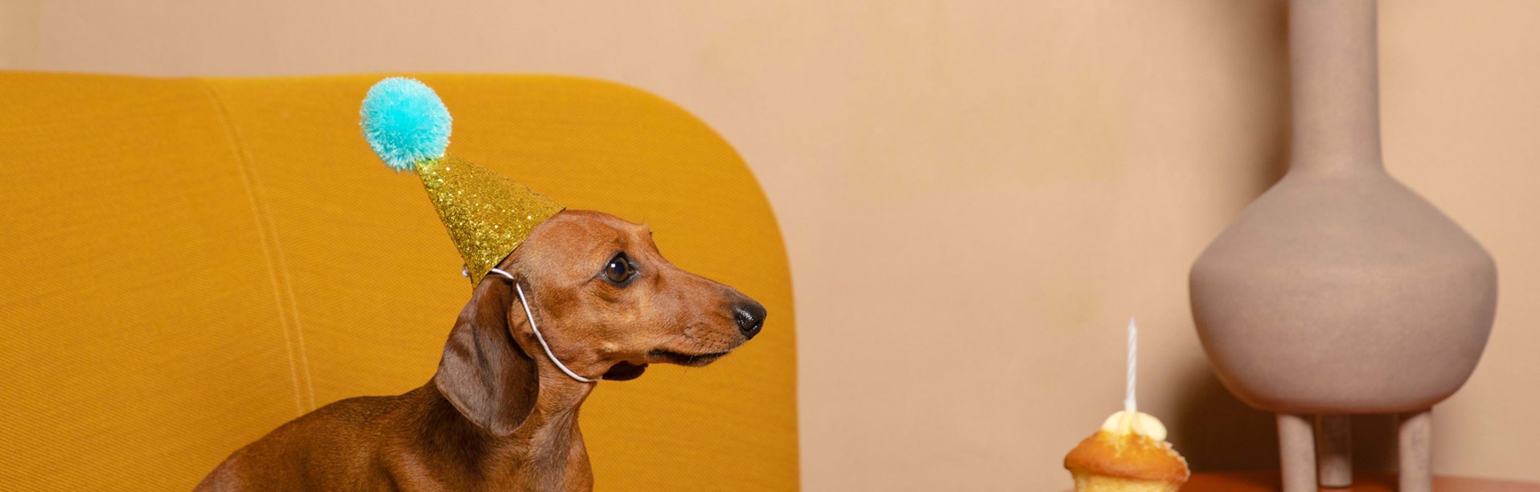 Cambridge | Dog-friendly hotel in Cambridge