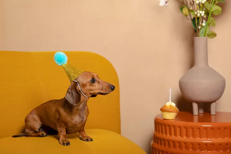 Dog-friendly stays.
