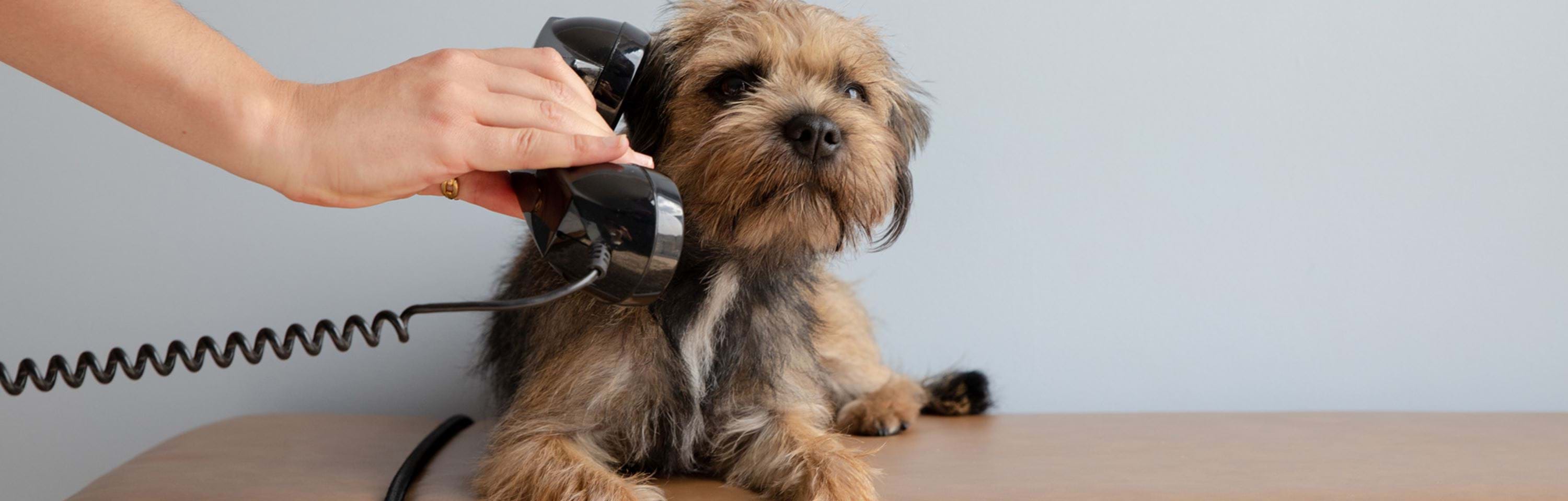 Dog-friendly hotel in Manchester